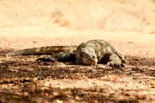 Jumlah komodo di Indonesia: berapa ekor menurut data terbaru?