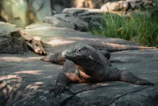 Ilustrasi: Seekor komodo berbaring di atas permukaan batu di alam terbuka.