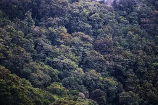 Putusan MK 35 dan Masa Depan Hutan Adat NTT