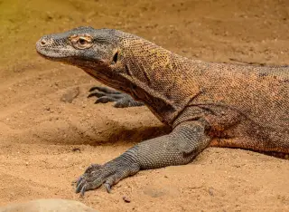 Ilustrasi: Seekor komodo sedang beristirahat di atas tanah berpasir.