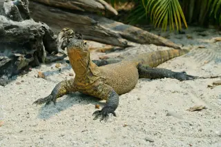 Ilustrasi: Seekor biawak komodo berdiam di atas pasir di dekat batang kayu kering.