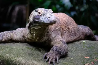 Ilustrasi: Seekor komodo berukuran besar sedang beristirahat di atas batu.