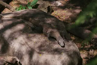 Ilustrasi: Seekor komodo sedang berbaring di atas batu besar di area teduh.