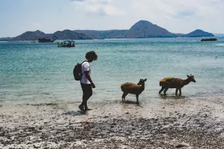 Ilustrasi: Seorang pria berjalan di tepi pantai dekat dua ekor rusa dengan latar perbukitan pulau dan laut.