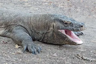Foto arsip: Komodo dragon, Komodo Island, Indonesia.
