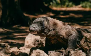 Ilustrasi: Seekor komodo berjemur di antara bebatuan di bawah naungan pohon.