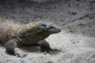 Ilustrasi: Seekor biawak komodo beristirahat di atas tanah berpasir.