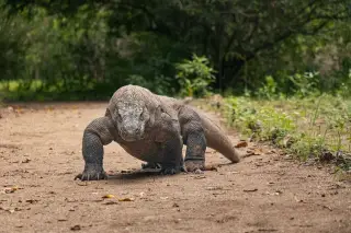 Ilustrasi: Seekor komodo besar berjalan di atas jalur tanah berpasir di alam terbuka.