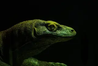 Ilustrasi: Foto jarak dekat kepala komodo dengan pencahayaan dramatis berlatar belakang gelap.