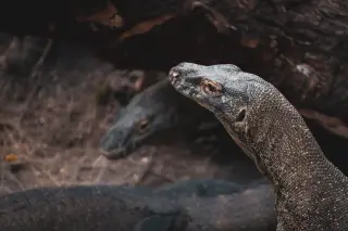 Ilustrasi: Kepala dan tubuh komodo di alam terbuka dekat batang pohon tumbang.