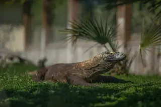 Ilustrasi: Seekor komodo berdiam di atas rumput hijau di bawah sinar matahari.