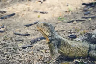 Ilustrasi: Seekor iguana berdiam di atas tanah kering berpasir.