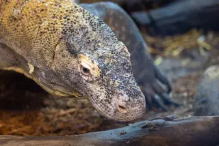 Ilustrasi: Foto jarak dekat kepala komodo di atas tanah.