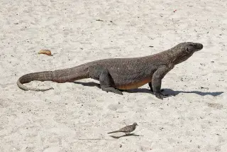 Foto arsip: Komodo dragon ( Varanus komodoensis ), Komodo Island, Indonesia.