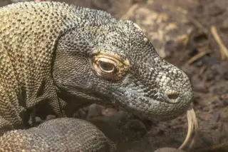 Ilustrasi: Potret jarak dekat kepala seekor komodo dengan lidah menjulur di atas tanah.