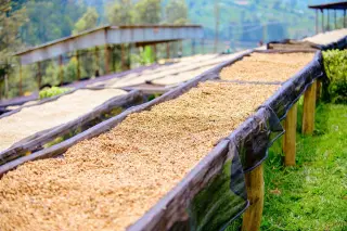 Ilustrasi: Biji kopi dijemur di atas rak kayu terbuka beralaskan jaring di area perkebunan.