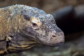 Patung Komodo di Labuan Bajo: lokasi, makna, dan objek yang dimaksud