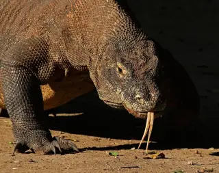 Foto arsip: Komodo dragon ( Varanus komodoensis ), Komodo National Park , Indonesia.