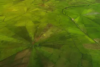 Ilustrasi: Pemandangan udara hamparan sawah hijau dengan pola melingkar menyerupai jaring laba-laba.