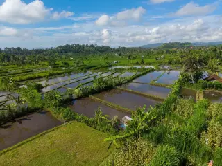 Ilustrasi: Pemandangan petak-petak sawah berair dan pepohonan hijau di bawah langit biru berawan.