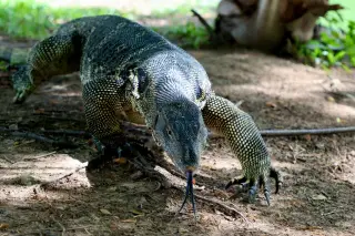 Ilustrasi: Seekor biawak besar berjalan di atas tanah sambil menjulurkan lidahnya.
