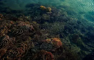 Ilustrasi: Pemandangan terumbu karang di bawah permukaan air laut yang jernih.
