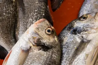Ilustrasi: Tangkapan dekat beberapa ekor ikan segar dengan mata jernih dan sisik mengilap.