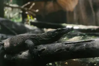 Ilustrasi: Seekor biawak komodo beristirahat di atas batang kayu tumbang.