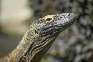 Ilustrasi: Potret jarak dekat kepala seekor komodo dengan latar belakang buram.