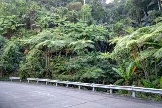 Ilustrasi: Jalan berpagar pembatas di tepi kawasan hutan tropis dengan pepohonan paku lebat.