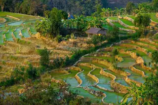 Ilustrasi: Pemandangan sawah terasering berair dengan gubuk kecil di pedesaan hijau.