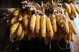 Ilustrasi: Deretan jagung kering yang digantung mengering di bawah atap kayu.