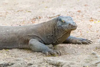 Ilustrasi: Seekor biawak komodo sedang beristirahat di atas tanah berpasir.