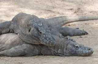 Ilustrasi: Dua ekor komodo sedang beristirahat bertumpuk di atas tanah berdebu.