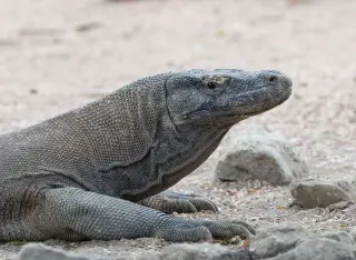 Ilustrasi: Komodo berbaring di tanah berbatu dengan latar belakang pasir.