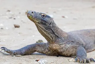 Ilustrasi: Seekor komodo sedang berbaring di atas pasir pantai.