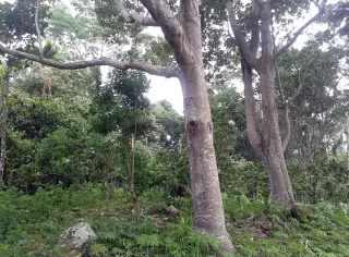 Foto arsip: Figure 3; Type locality of Barsine podbolotskayae sp.