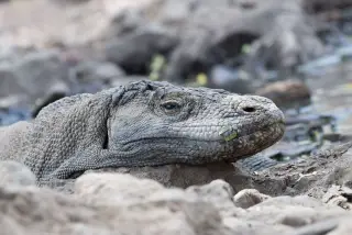 Ilustrasi: Kepala seekor komodo yang sedang berbaring di antara bebatuan tanah.