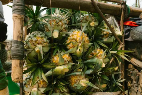 Ilustrasi: Tumpukan buah nanas segar diangkut menggunakan keranjang bambu pada kendaraan.