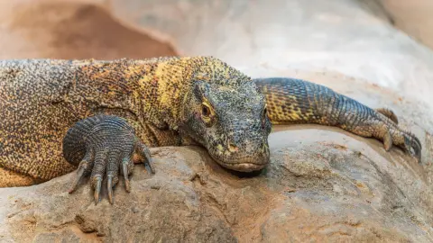 Ilustrasi: Seekor komodo sedang beristirahat di atas bebatuan.