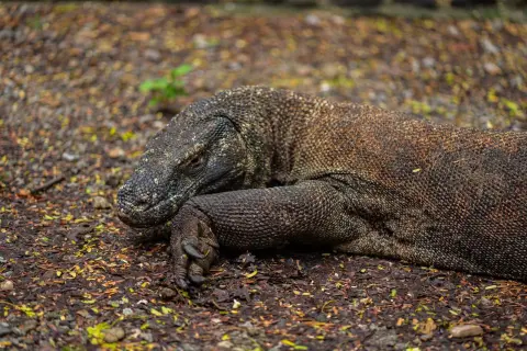 Ilustrasi: Seekor komodo sedang berbaring di atas tanah bertabur daun kering.