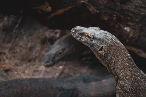 Ilustrasi: Kepala dan tubuh komodo di alam terbuka dekat batang pohon tumbang.