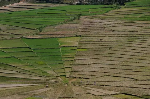 Foto arsip: Rice-field landscape near Ruteng, Flores Island, Indonesia.