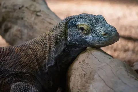 Ilustrasi: Potret jarak dekat seekor komodo yang sedang bersandar di atas batang kayu.