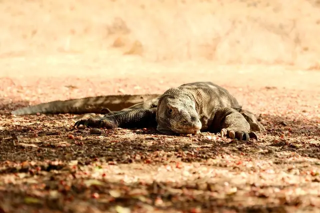 Jumlah komodo di Indonesia: berapa ekor menurut data terbaru?