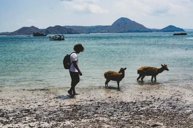 Letak Pulau Komodo Ada di Provinsi Nusa Tenggara Timur