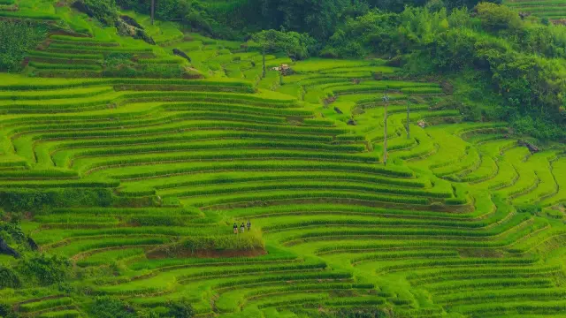 Mengapa Pertanian Menjadi Penopang Utama Ekonomi Manggarai Barat?