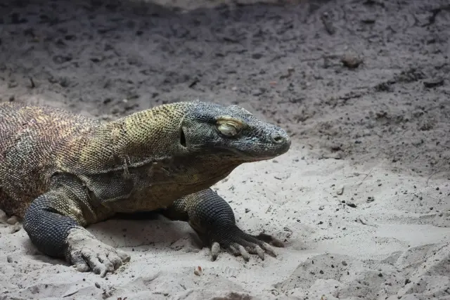 Komodo Kartun: Arti Istilah, Si Komo, dan Mengapa Sering Muncul