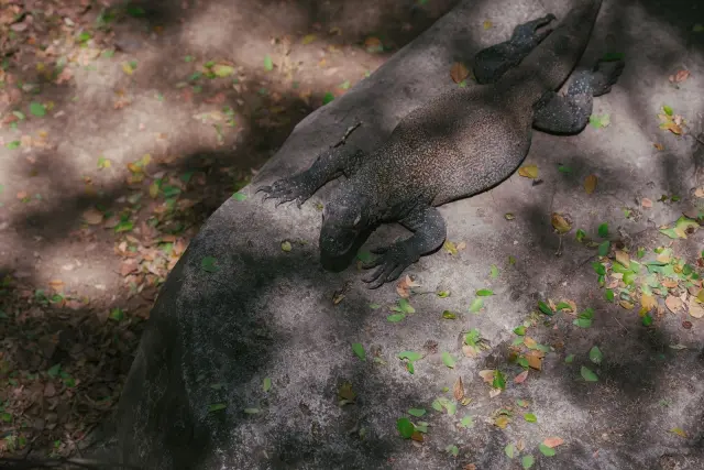 Komodo Berkembang Biak dengan Cara Apa? Ini Penjelasannya