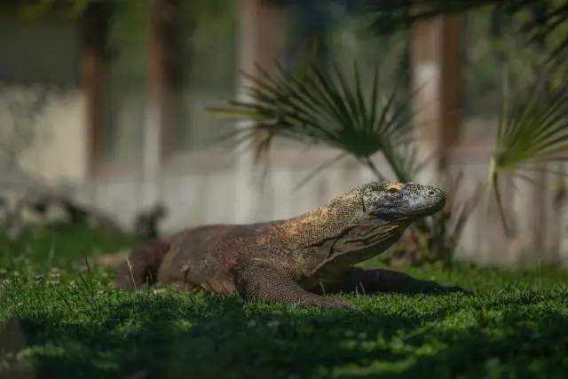 Warna Komodo: Mengapa Jantan, Betina, dan Anakan Tampak Berbeda